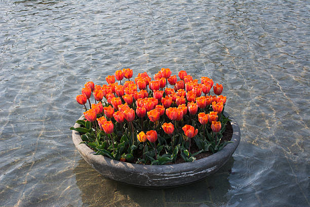 istock Orange tulips in a pond 486311897