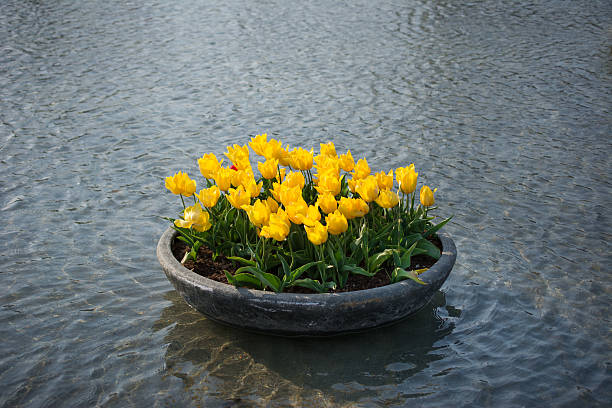 istock Yellow tulips in a pond 486311905