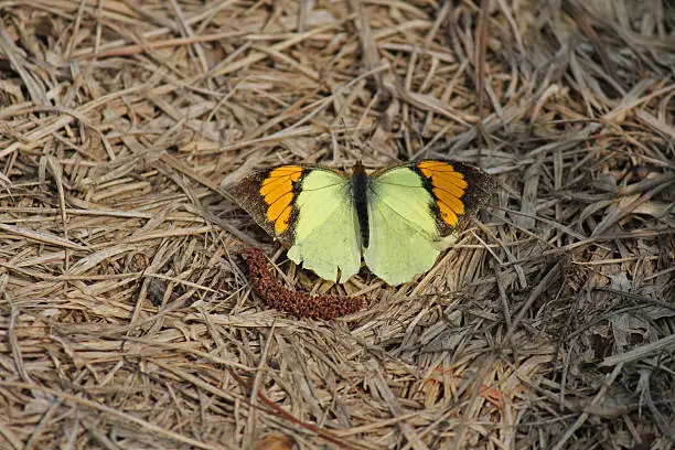 Insect, Butterfly, Yellow orenge Tip, Ixias Pyrene, India