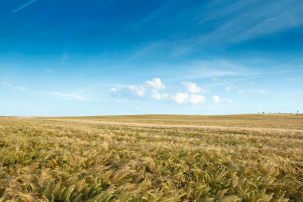 istock golden wheat field with clouds 486312423