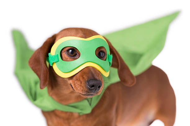 istock Masked superhero Dachshund dog 486312705