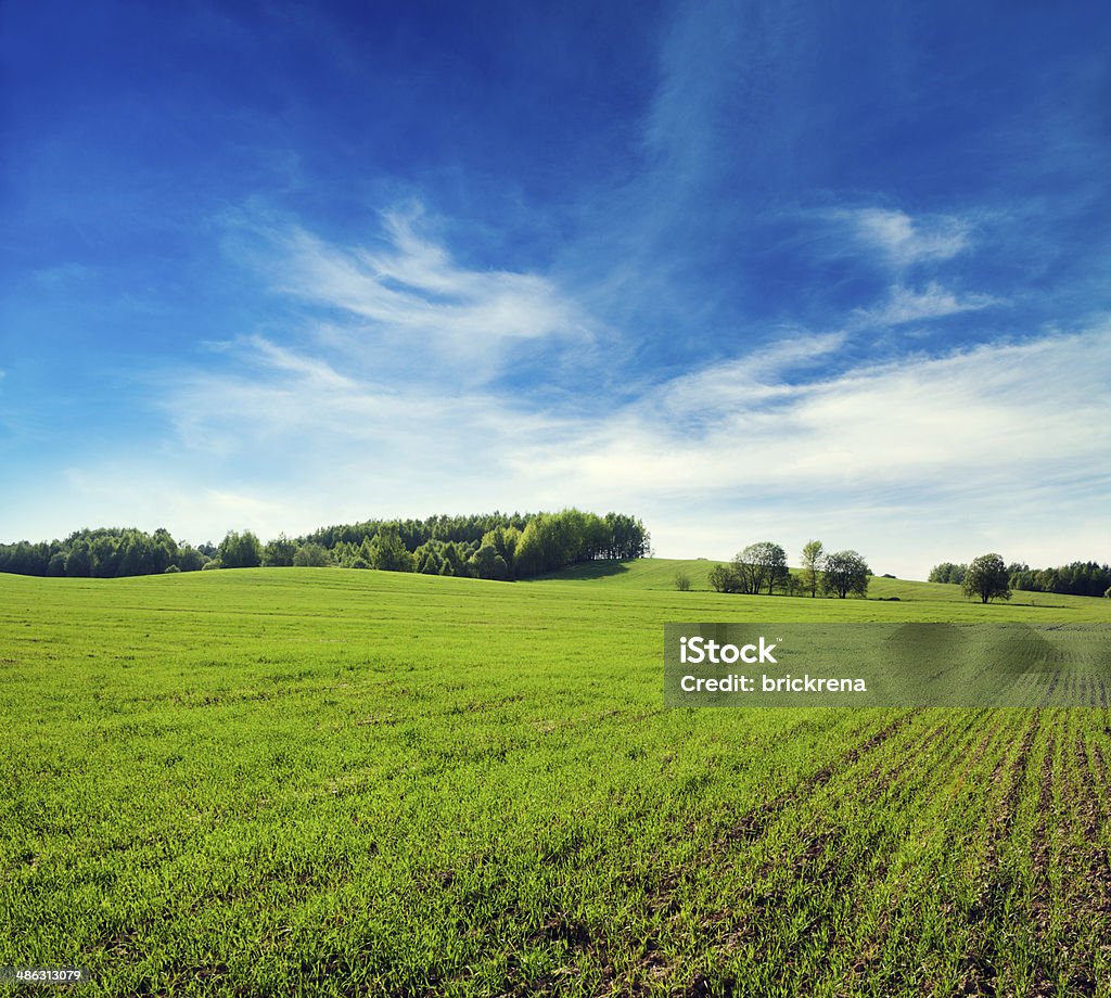 Paisaje de primavera con el campo verde y azul cielo - Foto de stock de Agricultura libre de derechos