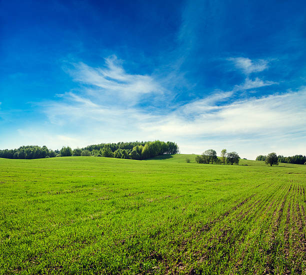 istock Spring Landscape with Green Field and Blue Sky 486313079