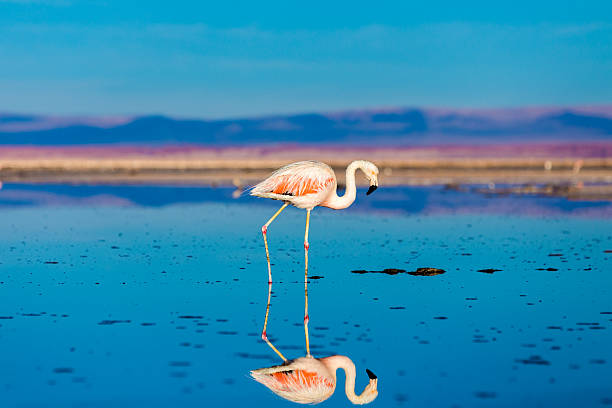 istock Atacama Desert with wild Flamingos, Chile 486314527