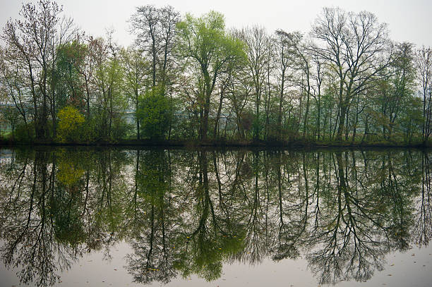 зеленая природа деревьев perfet зеркалирования - symetrie стоковые фото и изображения