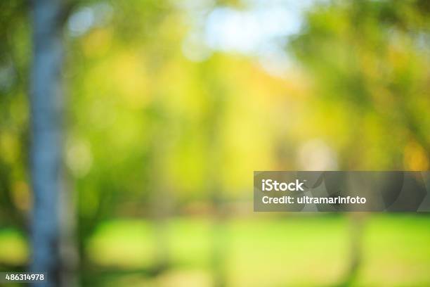 Defocused Autumn Background Beautiful Nature Fall Forest And Meadow Wallpaper Stock Photo - Download Image Now