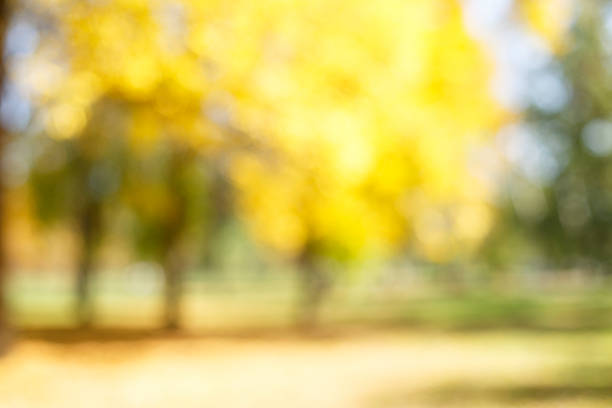 istock Defocused autumn background  Beautiful nature     Fall forest  and meadow wallpaper 486314980