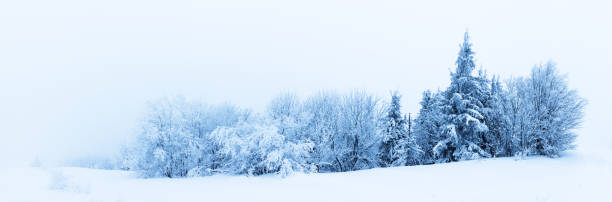 istock Winter trees in mountains covered with fresh snow 486314992