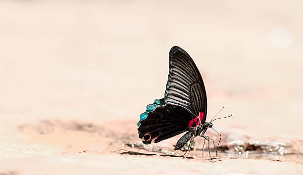 istock beautiful butterfly on the rocks near water nature 486316632