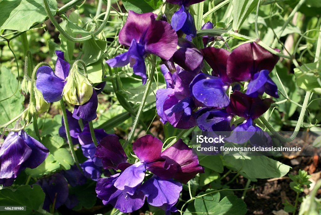 sweetpea flowers 2015 Stock Photo