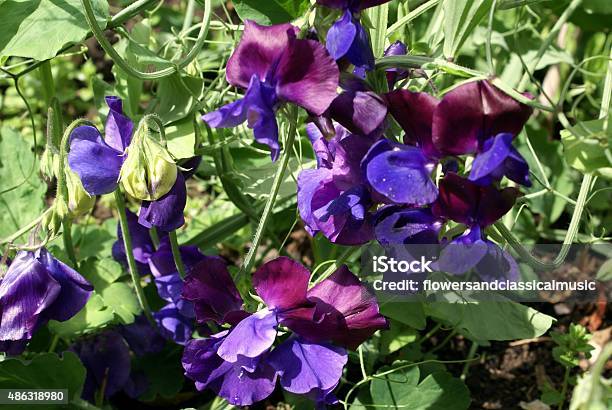 Sweetpea Stock Photo - Download Image Now - 2015, Cultivated, Flower