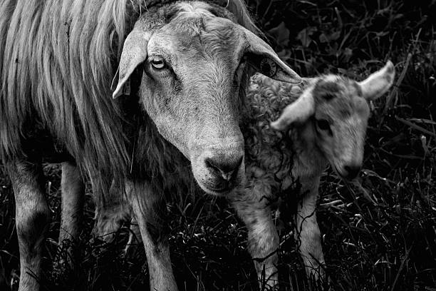 istock the sheep and her baby 486319000