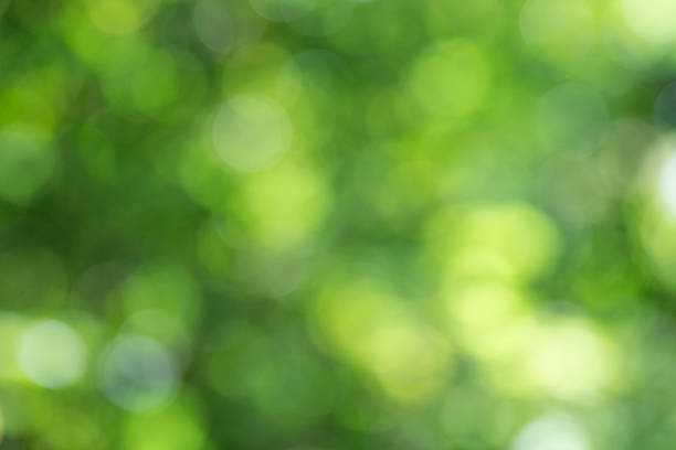 istock Abstract nature blurred green background with beautiful bokeh 486319644