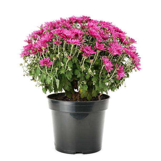 istock blooming chrysanthemum in flowerpot 486319730