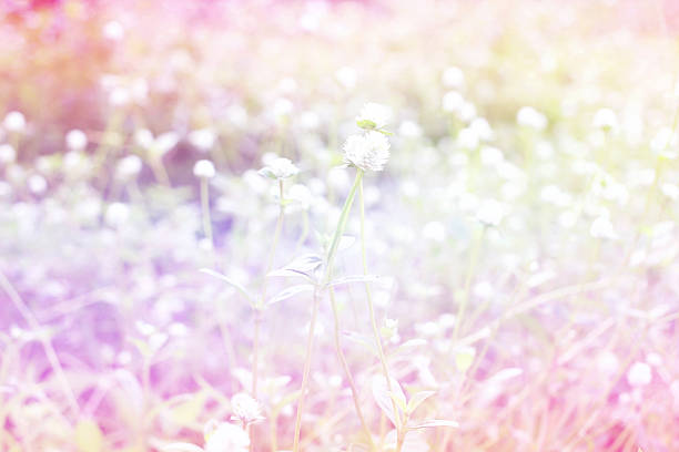 Beautiful flower grass bright made with color filter, blur background