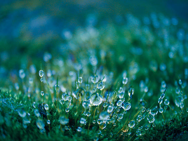 istock Closeup of dewdrops on Moss Head 486320092