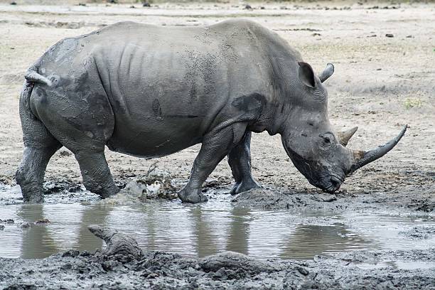 istock Rhinoceros Walking 486321276