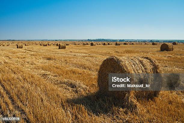 Round Straw Bales In Harvested Fields Stock Photo - Download Image Now - 2015, Agricultural Field, Agriculture