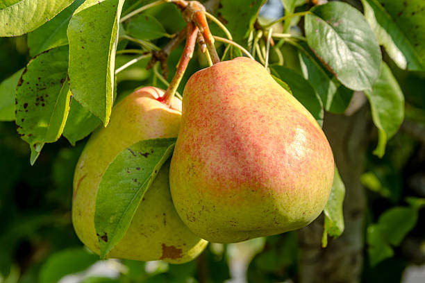 istock Fresh Organic Pears Hanging in Orchard 486324074
