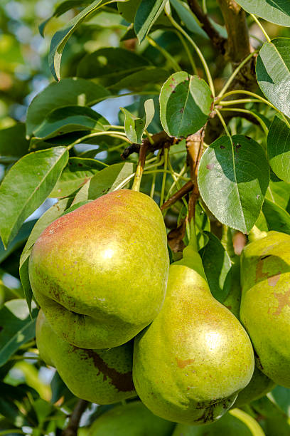 istock Fresh Organic Pears Hanging in Orchard 486324266