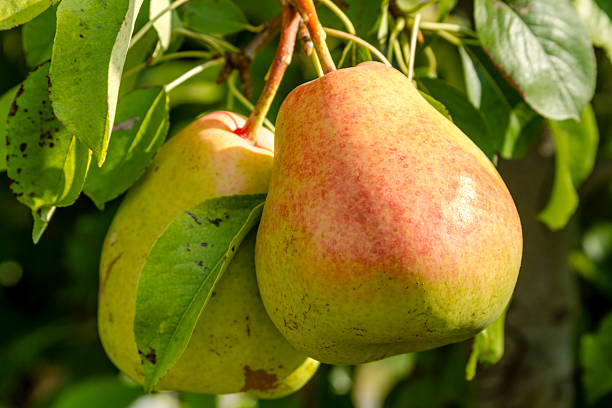 istock Fresh Organic Pears Hanging in Orchard 486325130