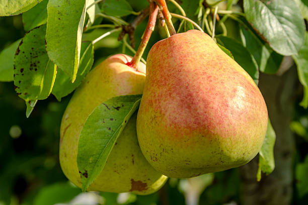istock Fresh Organic Pears Hanging in Orchard 486325132