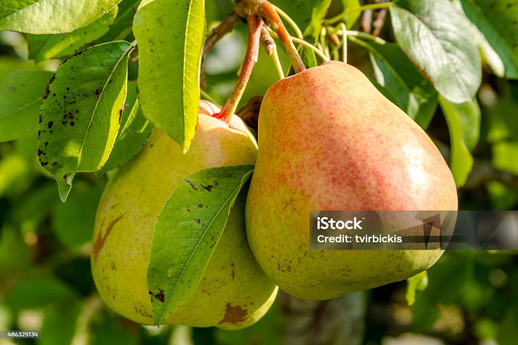 Fresh Organic Pears Hanging in Orchard 2 ripe pears with red blush hanging on tree branch in orchard lit by morning sun 2015 Stock Photo