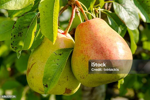 Fresh Organic Pears Hanging In Orchard Stock Photo - Download Image Now - 2015, Agriculture, Branch - Plant Part