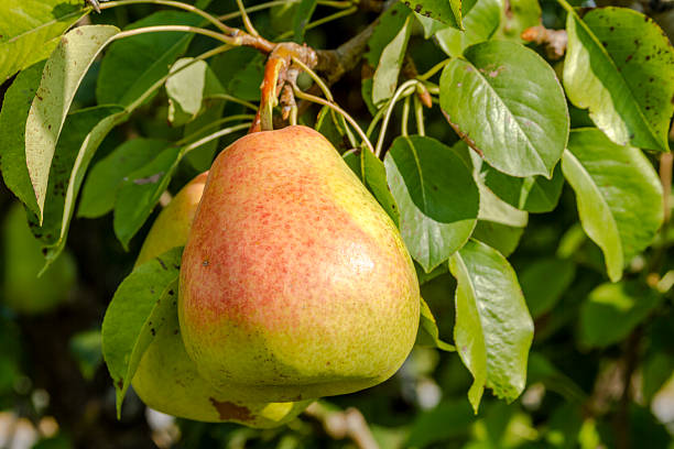 istock Fresh Organic Pears Hanging in Orchard 486325228