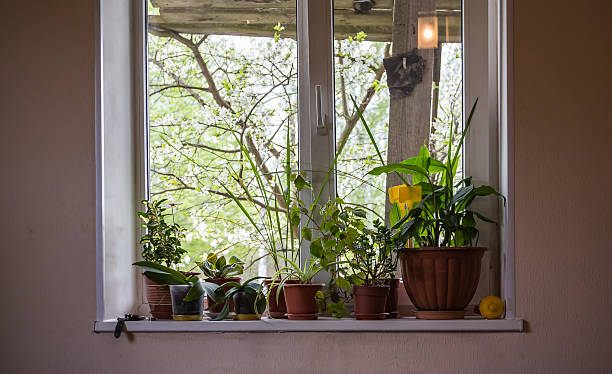 istock Small tree in flowerpot at window with blur green background 486325274