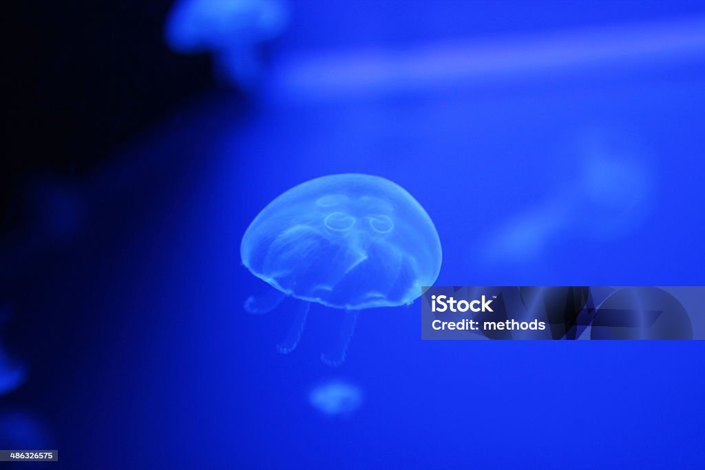 Jellyfish, Translucent, Jelly Fish, Live Animals, Sea A jellyfish in an aquarium tank Animal Stock Photo