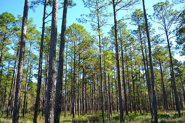 paisaje cultivarse pines en la economía forestal tierra - planted pines fotografías e imágenes de stock