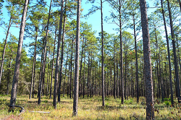 istock Landscape Planted Pines on Forestry Land 3 486327089