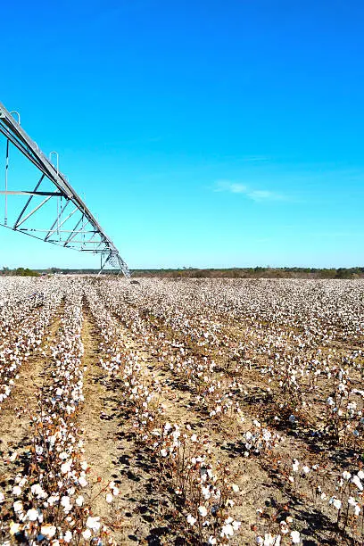 Pivot over Cotton Field Ready to Harvest