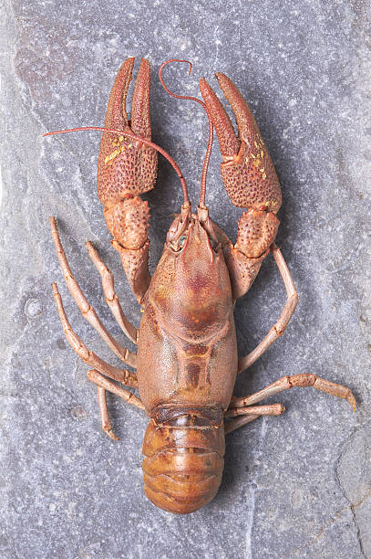 istock European crayfish - Astacus astacus 486328175