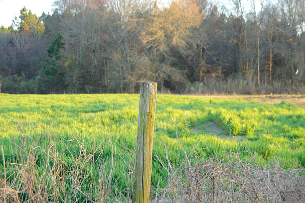 istock Worn Fense Post at the Edge of a Rye Field 486328283