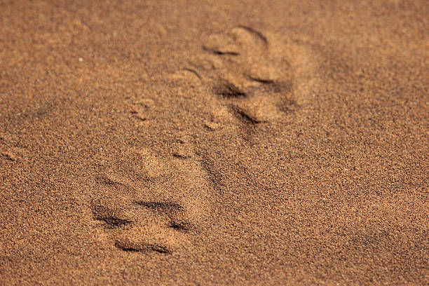 istock Namibia: Animal footprints in the sand - Namib Desert 486328907