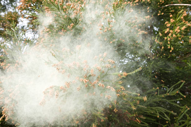 istock Flower of cedar 486328955