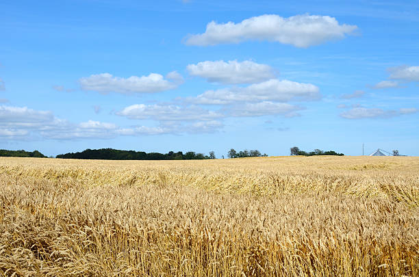 Wheat field near Egeskov Slot, Denmark