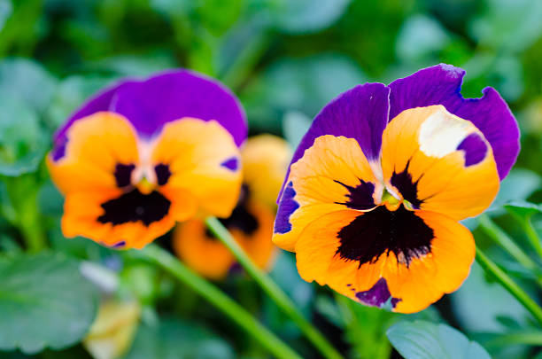 istock Orange and Purple  pansy flowers 486329487