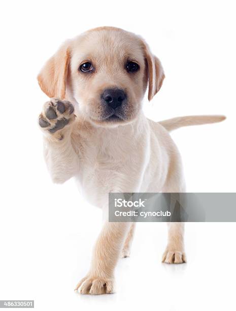 Puppy Labrador Retriever Stock Photo - Download Image Now - Puppy, Dog, Paw