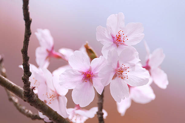 istock close up sakura of kyoto 486330831