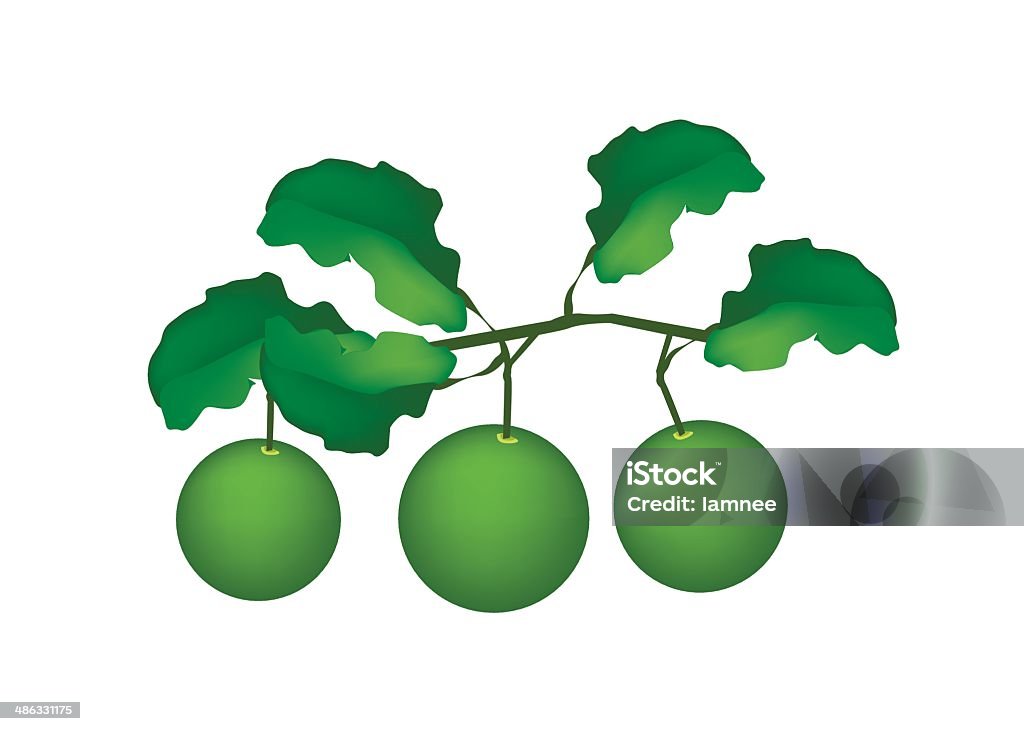 Three Fresh Limes Hanging on A Tree Vegetable and Herb, An Illustration of A Delicious Green Fresh and Ripe Limes with Leaves on A Branch. Branch - Plant Part stock vector