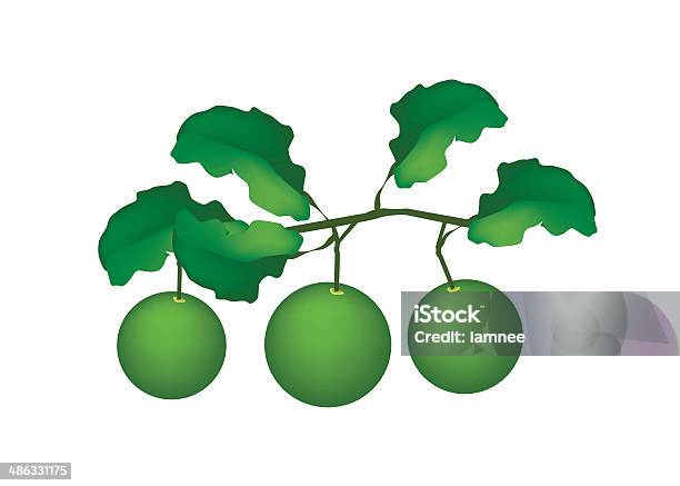 Three Fresh Limes Hanging On A Tree Stock Illustration - Download Image Now - Branch - Plant Part, Citrus Fruit, Clip Art