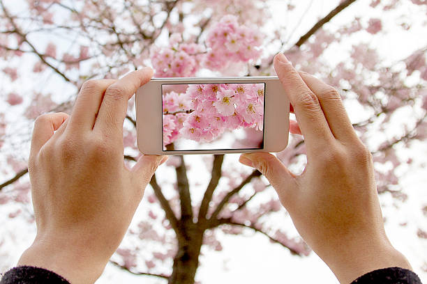 istock Smartphone taking picture of cherry blossom 486332051
