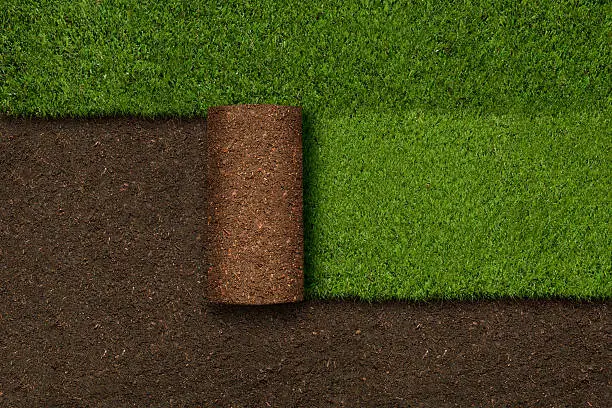 Grass and soil background.