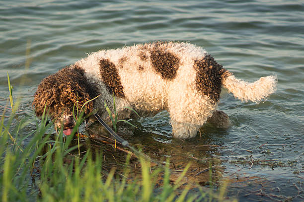 lagotto romanolo lagotto romanolo lagotto romagnolo stock pictures, royalty-free photos & images