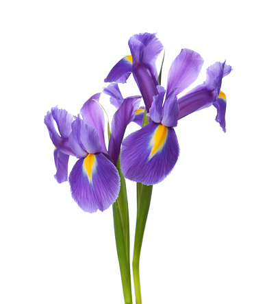 Dos Irises photo