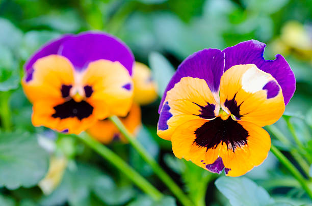 istock Orange and Purple  pansy flowers 486332879