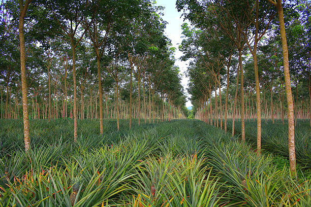 istock Asia Thailand jungle landscape 486333254